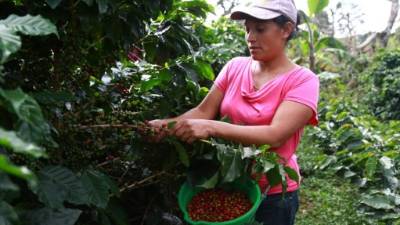 Una cortadora en una finca de café ubicada en el occidente del país.