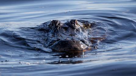 Los ataques de caimanes y cocodrilos son recurrentes en Florida, Estados Unidos.