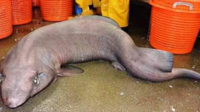 El tiburón microdon es llamado así por sus largas filas de dientes.