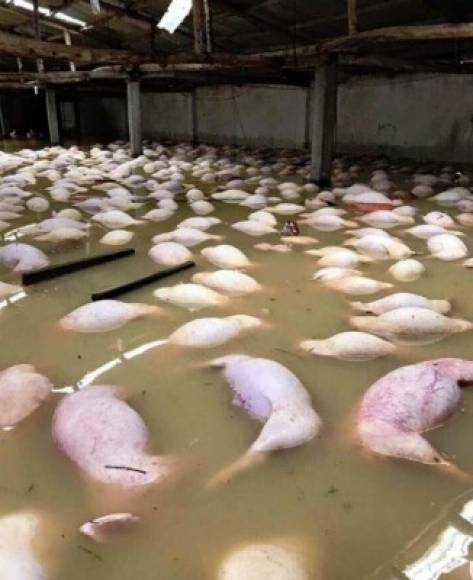 Las granjas agrícolas de Carolina del Norte reportaron millonarias pérdidas en las inundaciones. Varios animales, incluyendo cientos de cerdos, murieron ahogados.