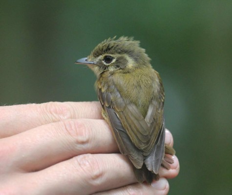 El Cusuco, el área de mayor investigación en Centroamérica