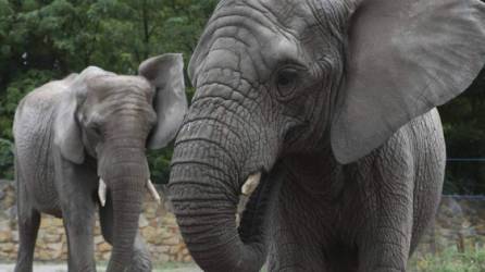 Investigan en Zimbabwe misteriosa muerte de elefantes.