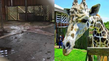 La necropsia realizada por autoridades hondureñas y encabeza el Instituto de Conservación Forestal (ICF) reveló la causa de muerte de la querida jirafa Big Boy del zoológico Joya Grande.