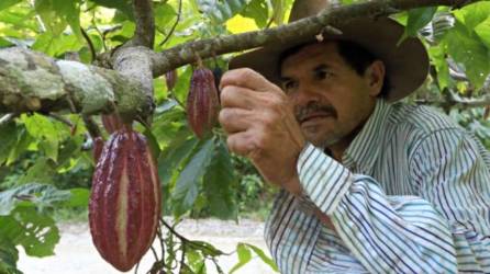 Hombre cosecha cacao en Honduras | Fotografía de archivo