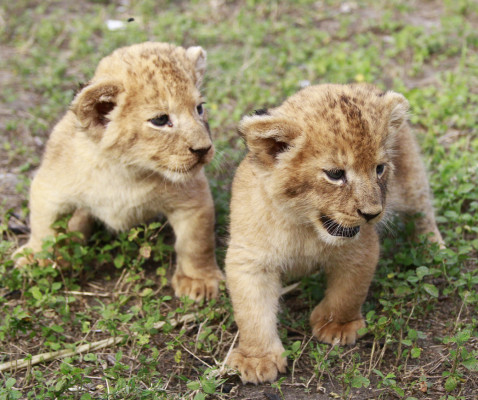 Una sala de maternidad para fieras