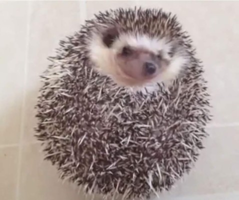 Un erizo con dificultades para levantarse