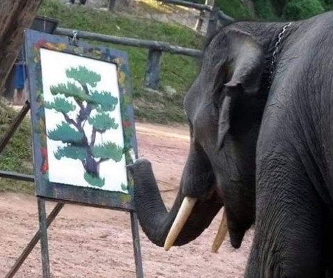 Video: Revelan la verdad detrás de los elefantes pintores  
