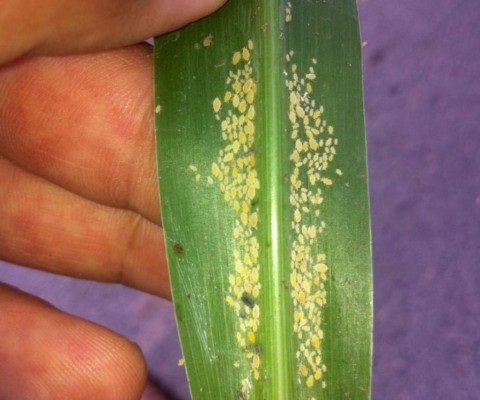 Preocupa rápido avance del pulgón amarillo en cultivos de sorgo y maicillo