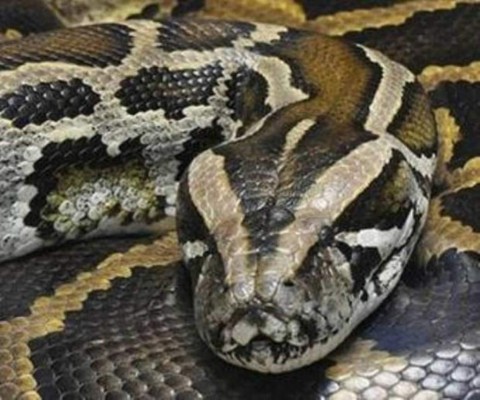 Capturan a la serpiente pitón más grande del mundo