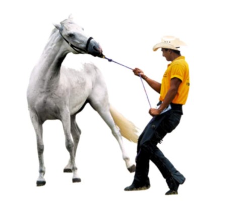 Caballos con bríos de exportación