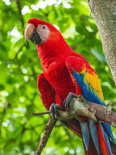 Llevan 16 guacamayas a la cuenca del río Cangrejal para ser liberadas