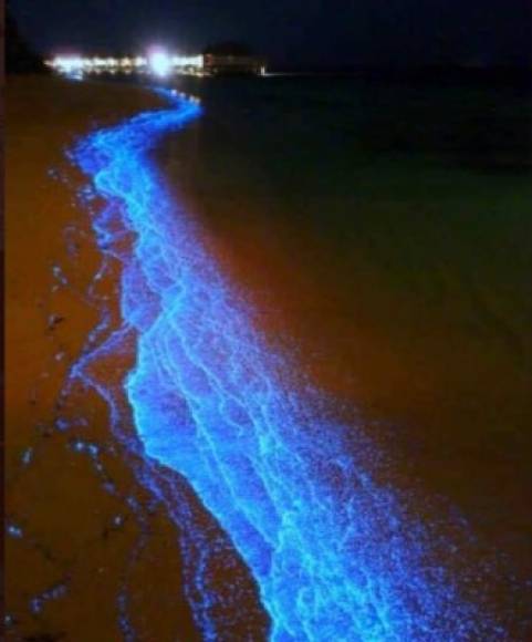 La bioluminiscencia es el proceso a través del cual los organismos vivos producen luz, la cual es el resultado de una reacción bioquímica en la que comúnmente interviene una enzima llamada luciferasa.