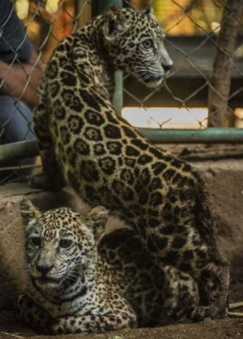 Al conocer la situación, el zoológico buscó ayuda para contactar a los traficantes, quienes aceptaron entregar a los animales a cambio de que Sacasa fuera a buscarlos sin presencia de las autoridades.