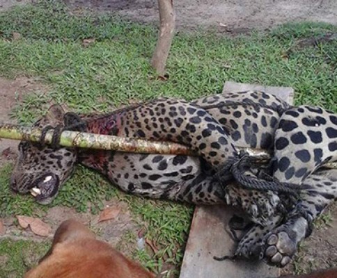 Piden investigar asesinato de jaguar en Olancho
