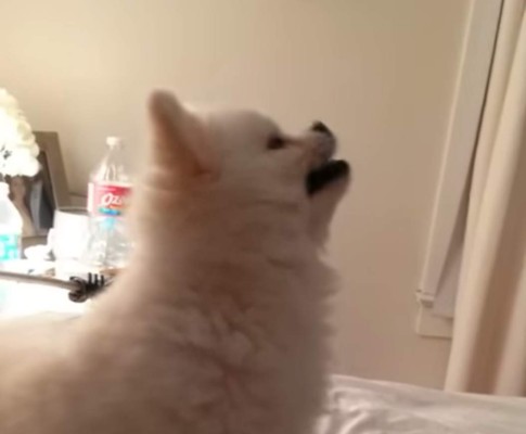 El estornudo más gracioso de un perro cautiva a miles