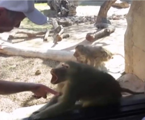 Así reacciona un mono cuando un mago le realiza un truco de magia