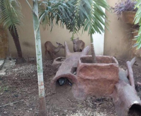 Cocodrilo, aves exóticas y venados hallan en casa de lujo en San Pedro Sula