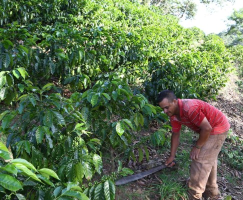 Cafetaleros buscan proteger el ambiente