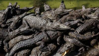 En la granja de Cocodrilos Continental hay alrededor de nueve mil cocodrilos y más de siete leones.