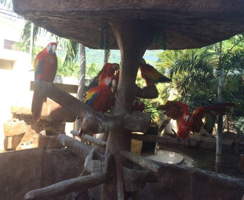 Cocodrilo, aves exóticas y venados hallan en casa de lujo en San Pedro Sula