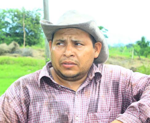 Unos L20 millones de cultivos hay en el norte de Choloma