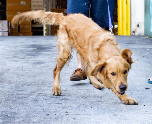 Llegan a Estados Unidos 20 perros golden retriever salvados de morir en carnicerías chinas