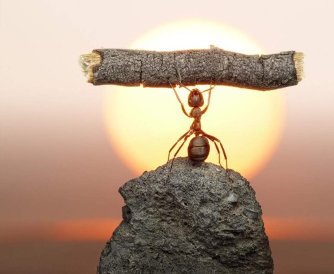 Hormigas, insectos muy organizados