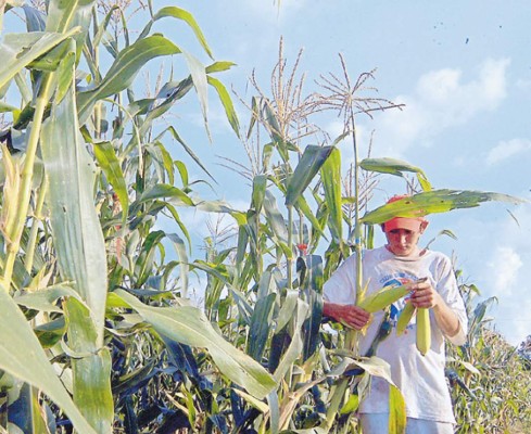 A mejorar la ganadería y la producción de maíz en Yoro