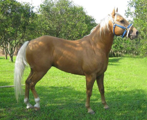 Nuevo golpe al cartel de los Zetas con millonario decomiso