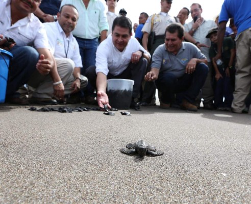 Liberan en Honduras a 1.300 tortugas golfinas en el Golfo de Fonseca