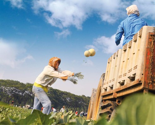 Proyectan exporter 16 mil contenedores de melón