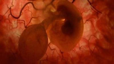 El método de edición del genoma CRISPR fue declarado como el descubrimiento científico de 2015 por las revistas especializadas.