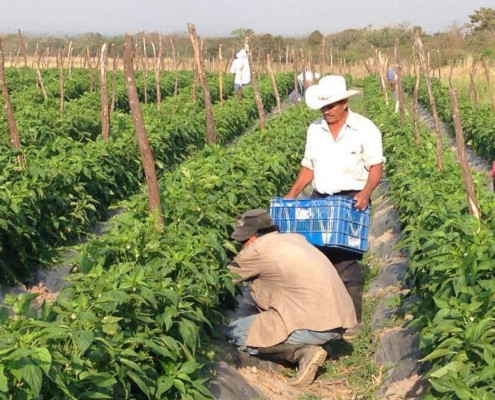 En 60% debe incrementar la producción de granos