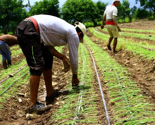 Mal manejo del agua, problema del agro hondureño