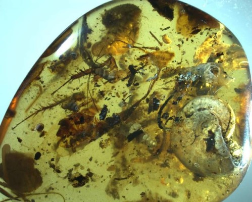 Encuentran un amonite atrapado en una gota de ámbar hace 99 millones de años