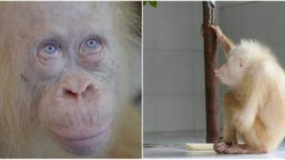 Alba es el primer orangután albino del que la organización tiene constancia desde su creación en 1991.