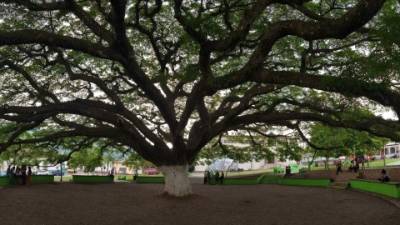 El parque central posee un majestuoso árbol de anacahuite. Según su historia, la semilla del árbol fue traída desde La Mosquitia hacia San Nicolás por don Gilberto Valle. Al forraje del anacahuite se le llama Carreto Real que proporciona una frescura sin igual, aparte de ser el hábitat de muchos pericos llamados Anaquito. Fotos: Gilberto Sierra