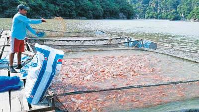 <b><span class=mln_uppercase_mln>producción.</span></b> Trabajadores alimentan los alevines de tilapia.