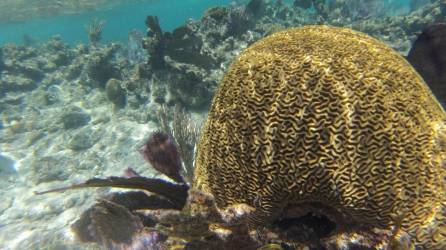 Arrecifes de coral del Caribe.