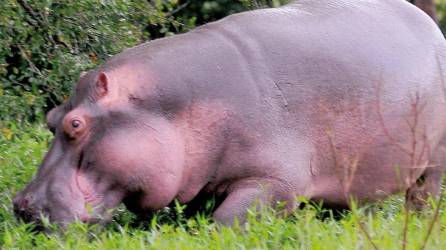 Uno de los hipopótamos que el narcotraficante colombiano Pablo Escobar importó para llevarlos a la Hacienda Nápoles.