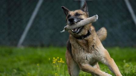 Un perro policía durante una sesión de entrenamiento.