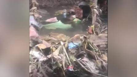 En el video se observa a los caimanes nadando entre la basura.