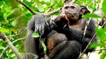 Las cepas identificadas en cada población de chimpancés son diferentes.