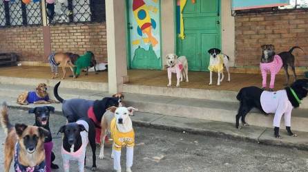 Perros y gatitos buscan un nuevo hogar.