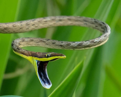 Parque Nacional Cusuco, poseedor de inimaginable belleza natural