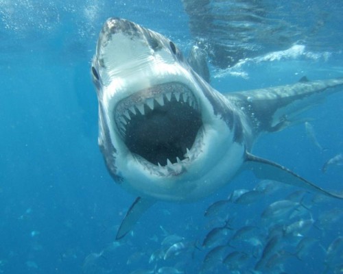 El 'gigantesco' tiburón blanco que puso a temblar a buceadores