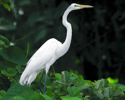 Laguna de los Lagartos