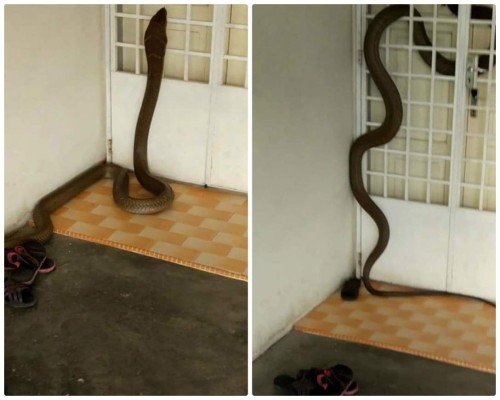 El terrorífico momento en que una cobra real entra a una vivienda