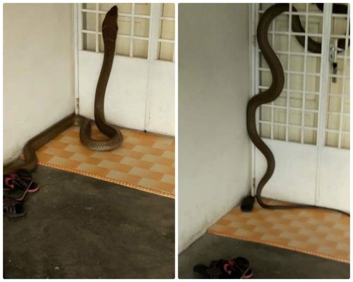 El terrorífico momento en que una cobra real entra a una vivienda