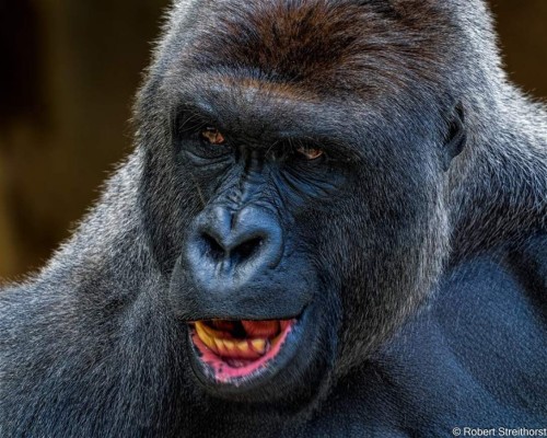Robert, el fotógrafo para el que Haramber posaba   